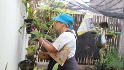 Cosmópolis recebe repasse de R$ 373,3 mil do estado para combate à dengue