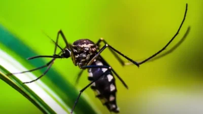 Ministério da Saúde anuncia a entrega de 6,5 milhões de testes rápidos para a dengue em todo o país