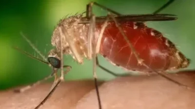Brasil contabiliza 2.791 casos de febre Oropouche em 2025