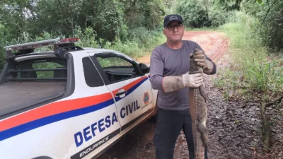 Defesa Civil resgata jacaré em área de risco no Horto de Cosmópolis