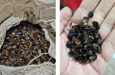 Ministério da Agricultura apreende “Café Fake”