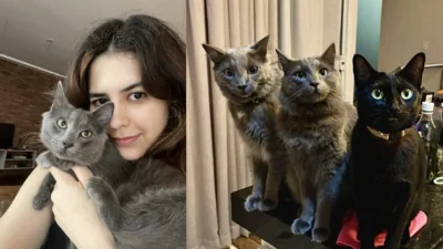 Meu animal, meu xodó