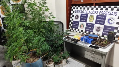Guarda Municipal apreende 30 pés de maconha e 3,6 kg de entorpecentes no Recanto das Laranjeiras