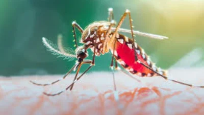 Governo de São Paulo decreta emergência para a Dengue