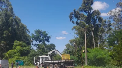 Podas de árvores em Cosmópolis: saiba como solicitar e evitar multas