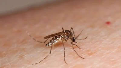 Americana (SP) é a segunda cidade com mais mortes por dengue no país em 2025