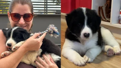 Meu animal, meu xodó