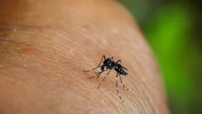 Brasil ultrapassa 1 milhão de casos de dengue em 2025