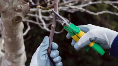 Prefeitura abre credenciamento para serviços de poda