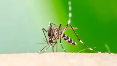 Campinas registra primeira morte por chikungunyia