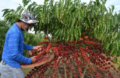 Produção de café no Brasil deve atingir recorde em 2025, prevê Conab