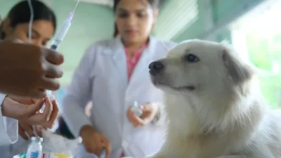 Cuidados essenciais ao internar um animal de estimação