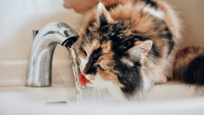 Insuficiência renal em gatos exige atenção contínua dos tutores