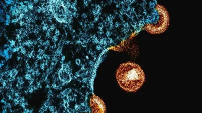 Chave para a cura do HIV pode ser a mesma usada nas vacinas de mRNA, aponta estudo pioneiro
