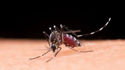 Cosmópolis ultrapassa mil casos de dengue e confirma primeira morte em 2025