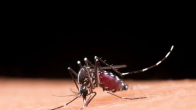 Cosmópolis ultrapassa mil casos de dengue e confirma duas mortes em 2025