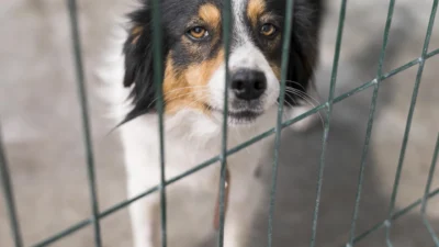 Lei proíbe uso de correntes em cães e gatos