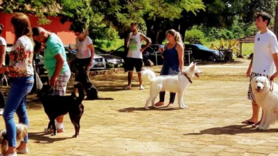 Cosmópolis oferece adestramento gratuito para cães da cidade