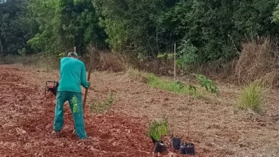 Cosmópolis celebra o Dia da Árvore com plantio de mudas nativas