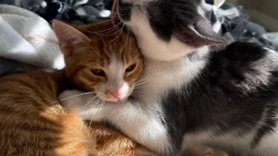 Meu animal, meu xodó