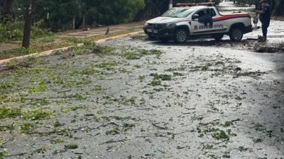 Árvores caem e causam transtornos durante temporal em Cosmópolis