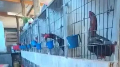 Polícia Ambiental apreende 53 galos usados em rinhas em Paulínia