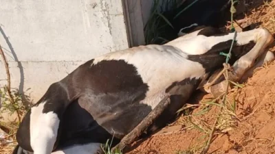 Cavalo é resgatado pela GM após ser encontrado em situação de risco em Cosmópolis