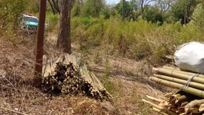 Ação policial flagra corte de bambu em área protegida na Fazenda Pombal