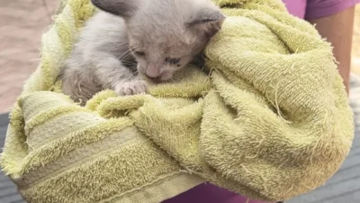 Gato é resgatado de cano na Marginal pela Defesa Civil de Cosmópolis