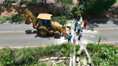 Defesa Civil realiza remoção preventiva de árvores na Rodovia Ivo Macris