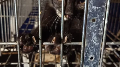 Defesa Civil salva filhote de gato preso em bueiro