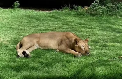 Leoa retorna ao recinto após ataque que resultou na morte de invasor na Bica, em João Pessoa