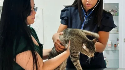 Atendimentos de Saúde Animal têm início no município
