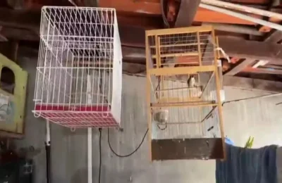 Homem é preso por manter aves silvestres em cativeiro em Sumaré