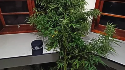 GCM localiza pé de maconha em terreno baldio de Cosmópolis