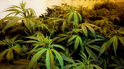 Anvisa define regras para o cultivo de cannabis medicinal no Brasil