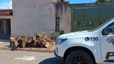 Corte irregular de árvores nativas em área pública resulta em multa de R$ 1.500
