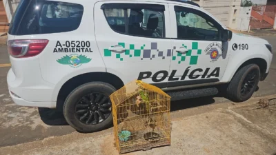 Periquitão-maracanã é apreendido em cativeiro irregular durante operação da PM Ambiental