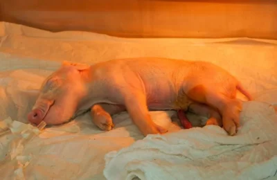 Brasil registra primeiro porco clonado da América Latina em projeto para transplante de órgãos