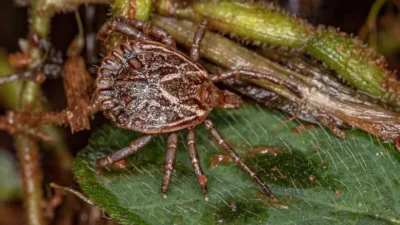 Região de Campinas em alerta após primeira morte por febre maculosa em 2026
