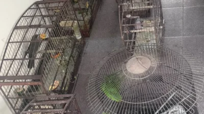 Aves silvestres são encontradas em situação de maus-tratos durante ação policial