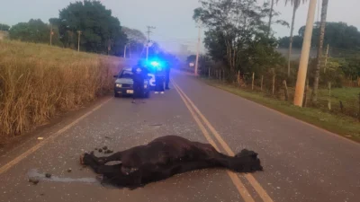 Cavalo morre após colisão com carro na Estrada do São Bento