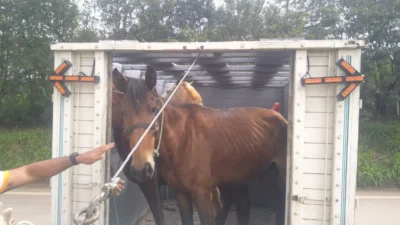 Defesa Civil e concessionária capturam cavalos soltos na Rodovia Zeferino Vaz