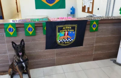 Cão farejador encontra drogas e homem é detido em ponto de tráfico em Sumaré