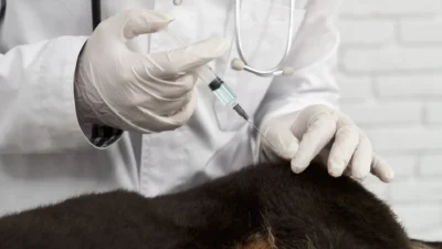 Vacinação antirrábica para cães e gatos terá nova data em setembro
