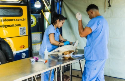 Paulínia realiza nova etapa de castração de cães e gatos