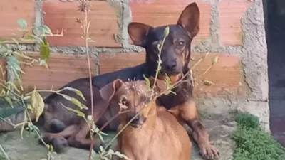 Bazar beneficente arrecada recursos para a Casa Di Gato e Dog