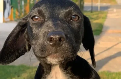 Feira de adoção de animais será realizada no dia 26 em Paulínia