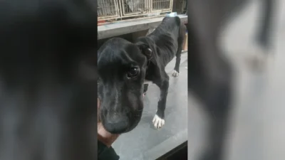 Cão em condições precárias é retirado de imóvel após denúncia no Vila Nova