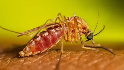 Febre do Nilo Ocidental: casos reforçam alerta no Brasil